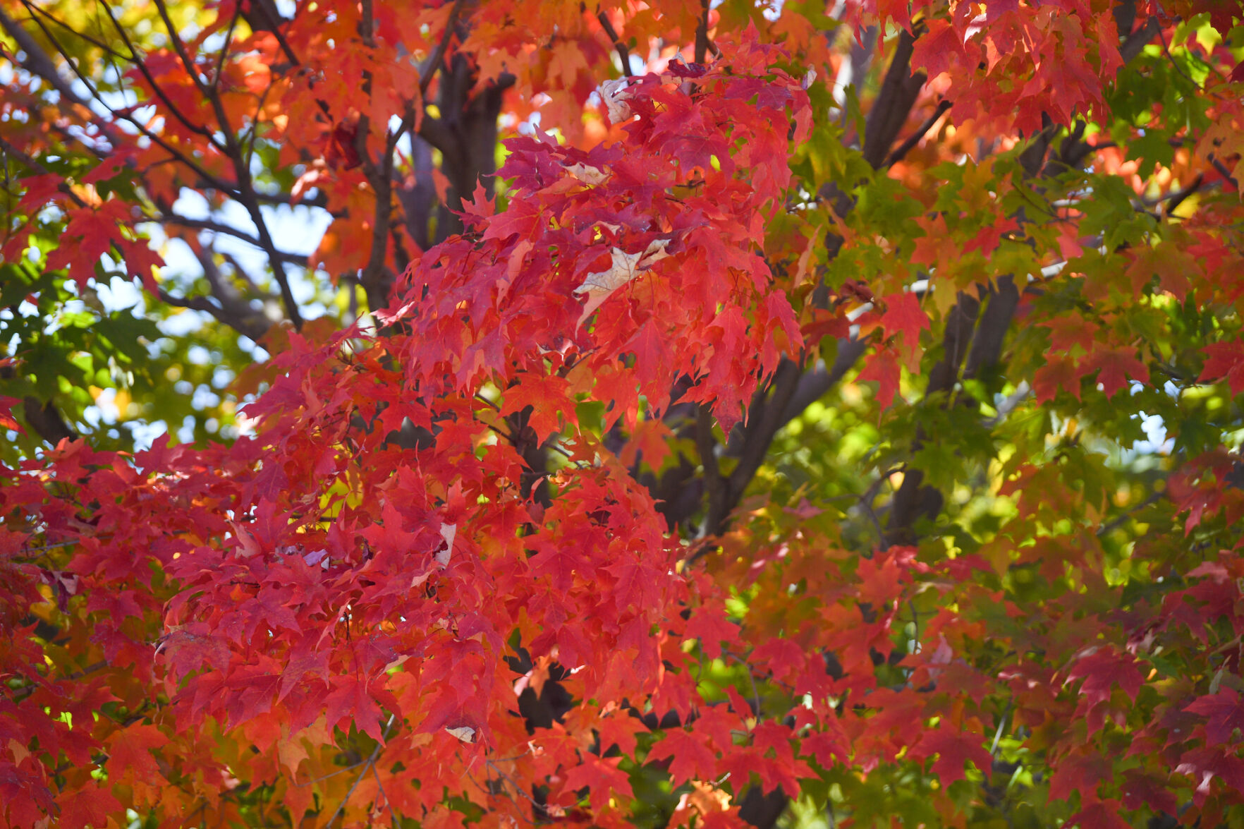 100820-qc-nws-fallcolor-002